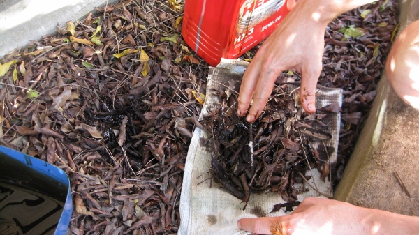 Contaminated Leaf Mulch to Discard