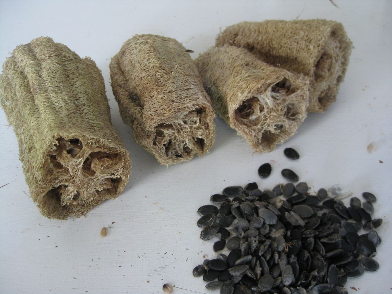 Luffas cut in half for sponges with collected seeds set aside