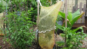Kale covers from recovered rubbish - vegetable bag and hub cap ring