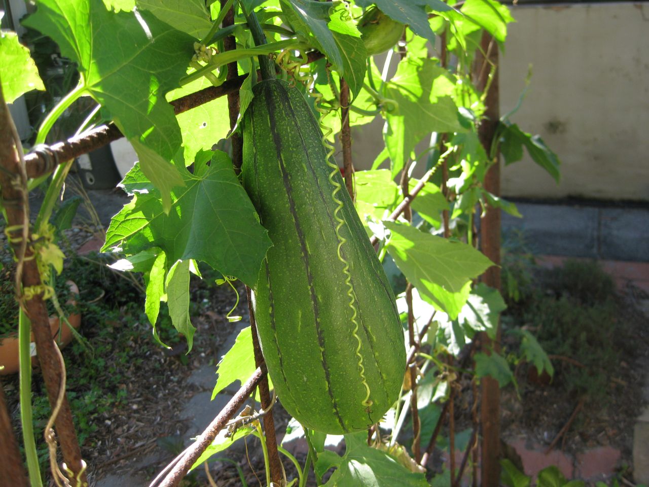 Luffa fruit growing on the vine.