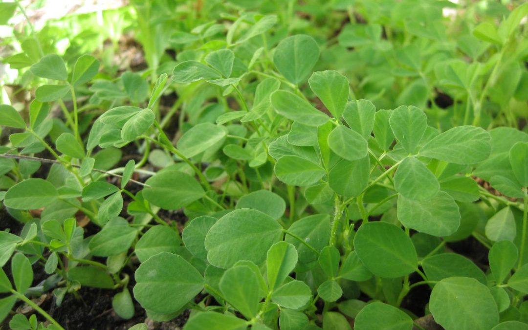 young fenugreek leaves shooting up in garden